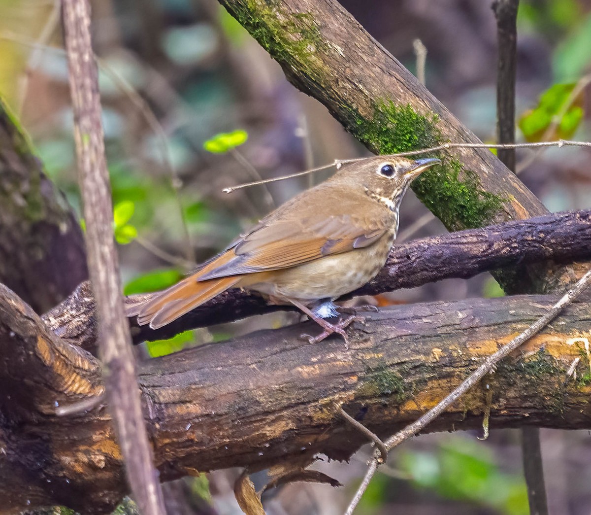 eremittskogtrost - ML644338963