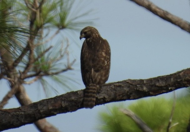 Red-shouldered Hawk - ML644338966