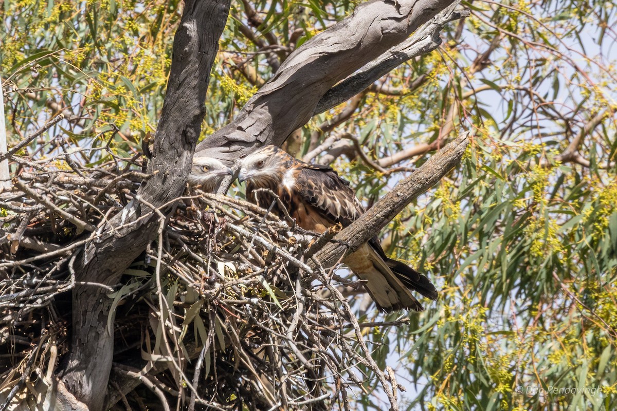 Square-tailed Kite - ML644338981