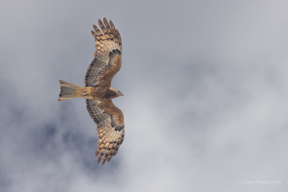 Square-tailed Kite - ML644338982