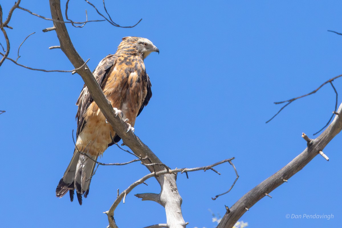 Square-tailed Kite - ML644338983