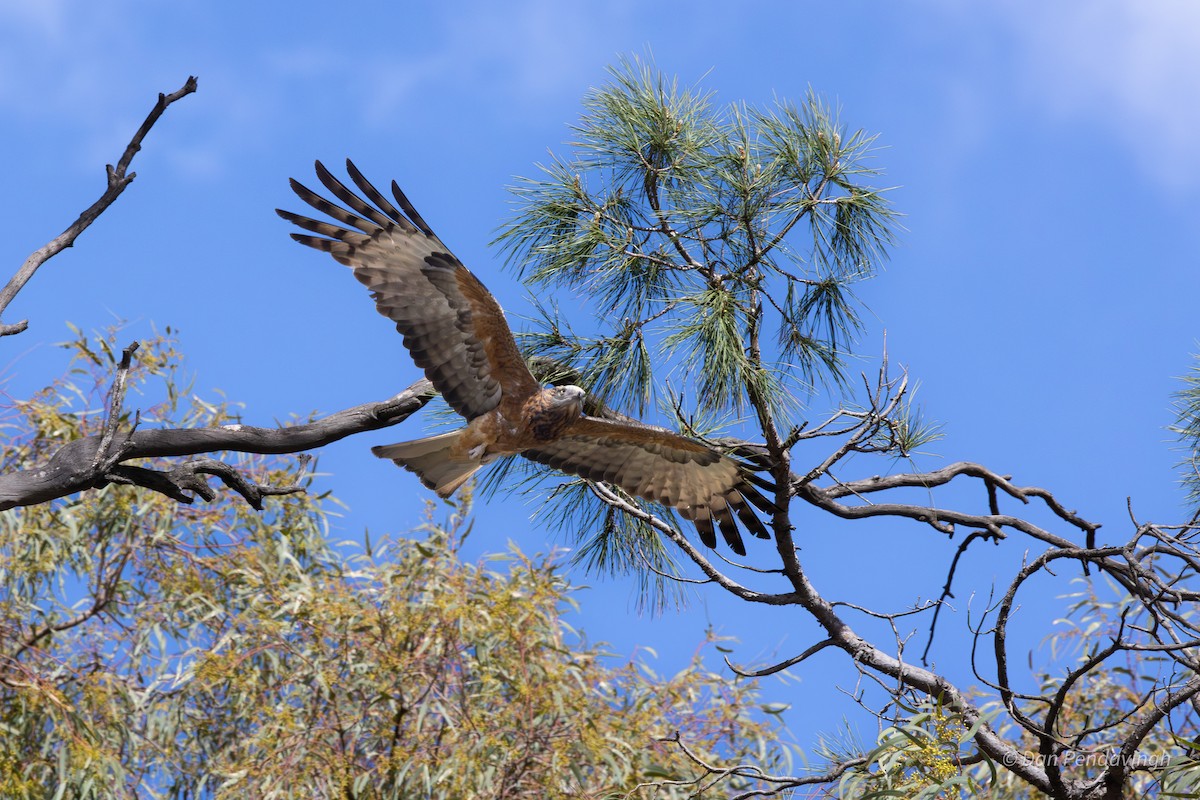 Square-tailed Kite - ML644338984