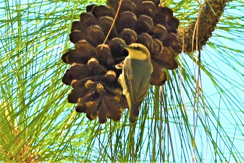 brhlík hnědohlavý - ML644338986