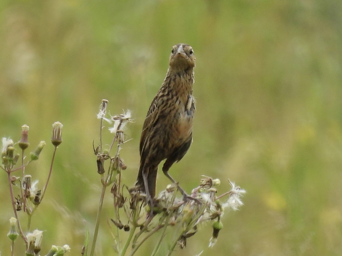 Red-breasted Meadowlark - ML644338988