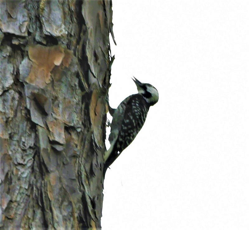 Pic à face blanche - ML644338996