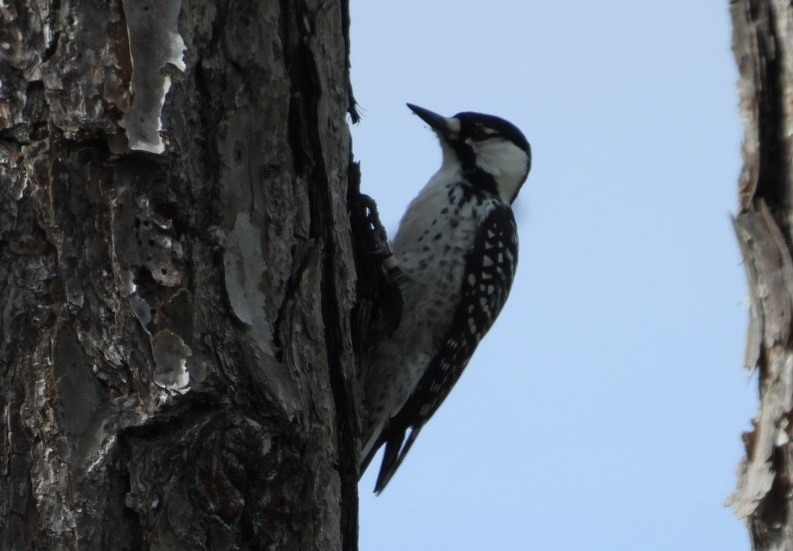 Pic à face blanche - ML644339007