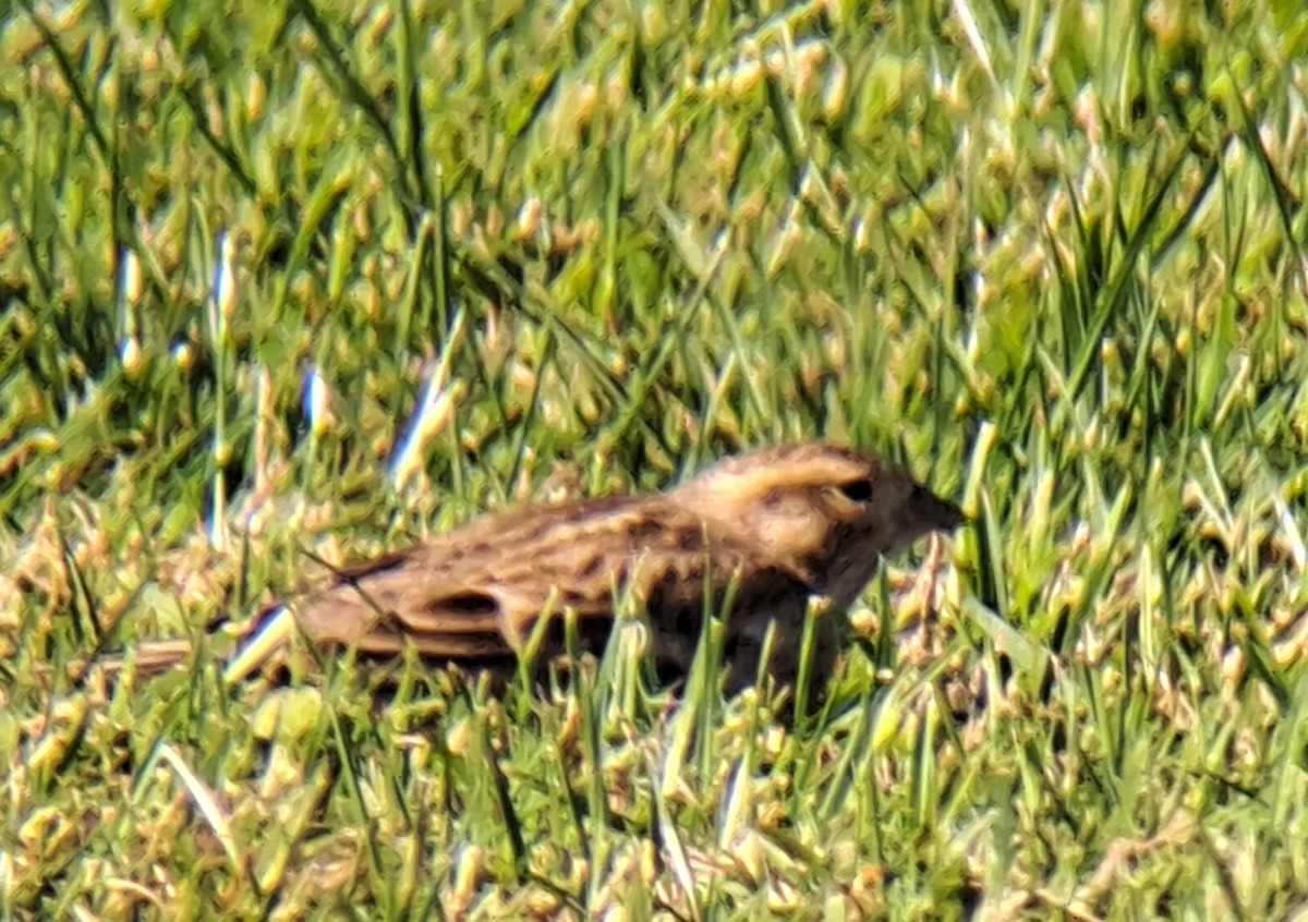 Chestnut-collared Longspur - ML644339012