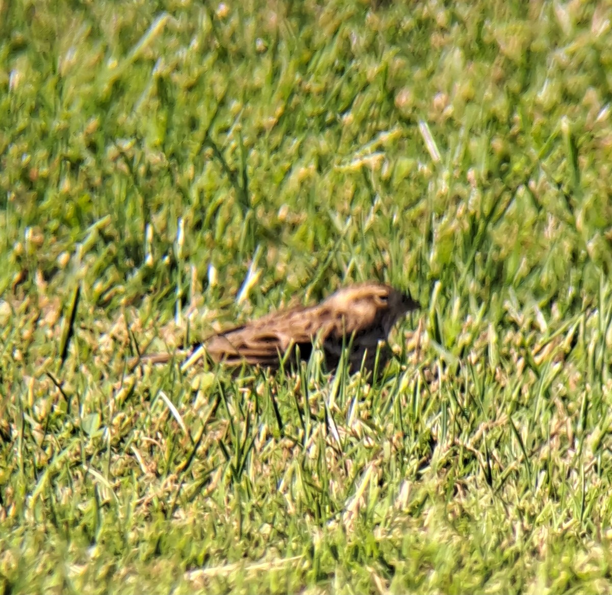 Подорожник чорногрудий - ML644339013