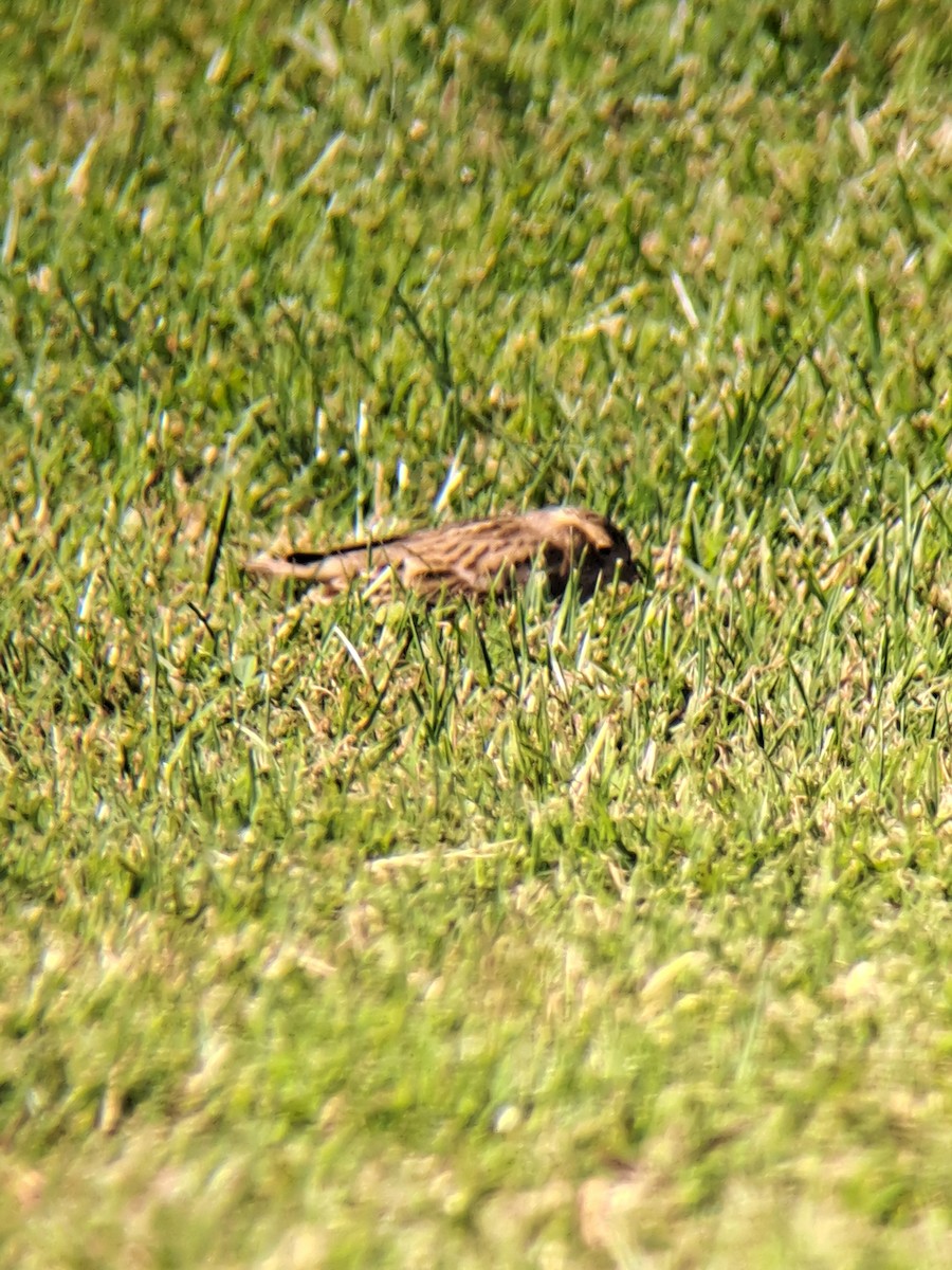 Подорожник чорногрудий - ML644339014