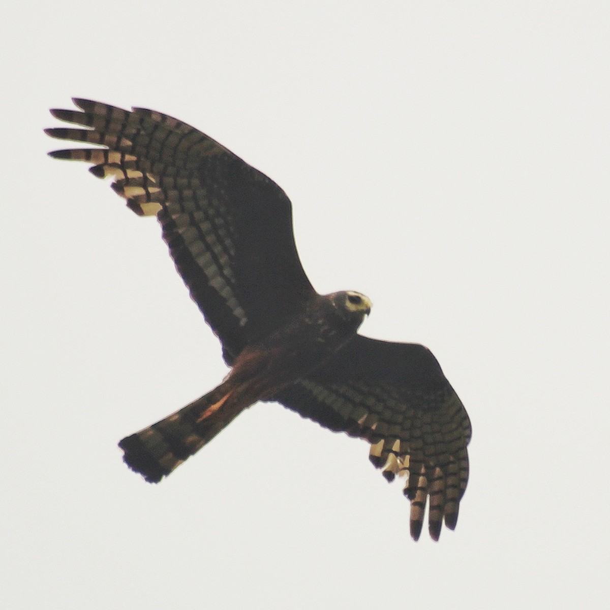 Лунь довгохвостий - ML644339029