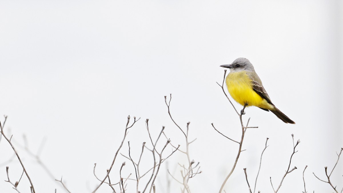 Tropical Kingbird - ML644339032