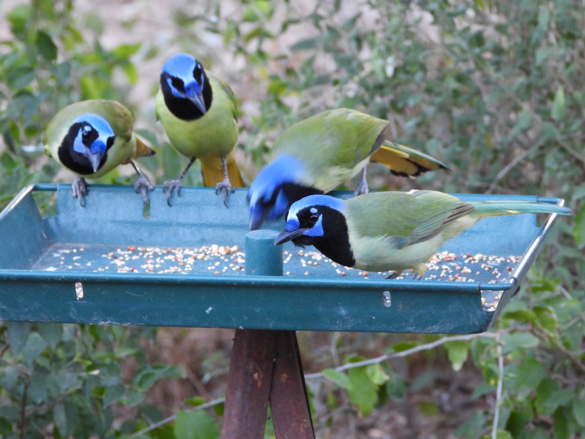 Inkablaurabe - ML644339037