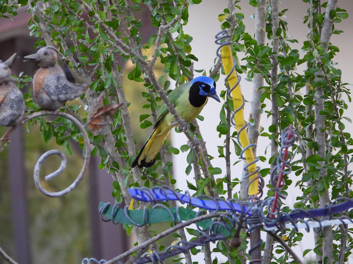 Inkablaurabe - ML644339038