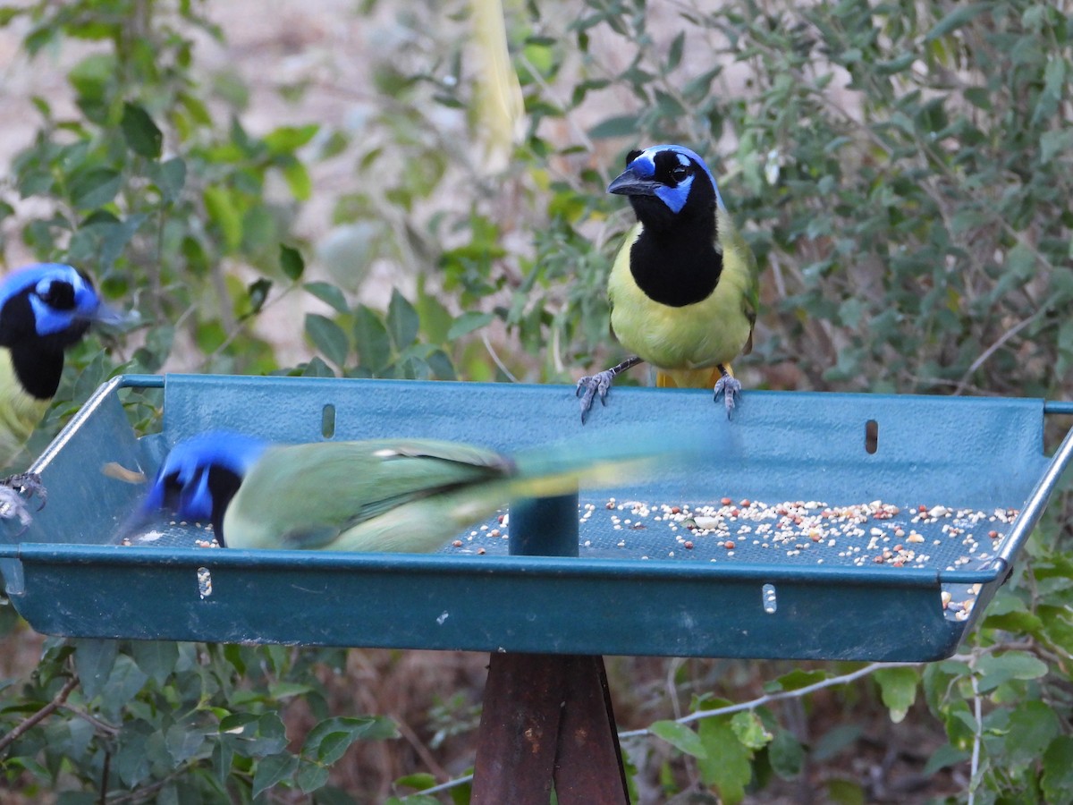 Inkablaurabe - ML644339039