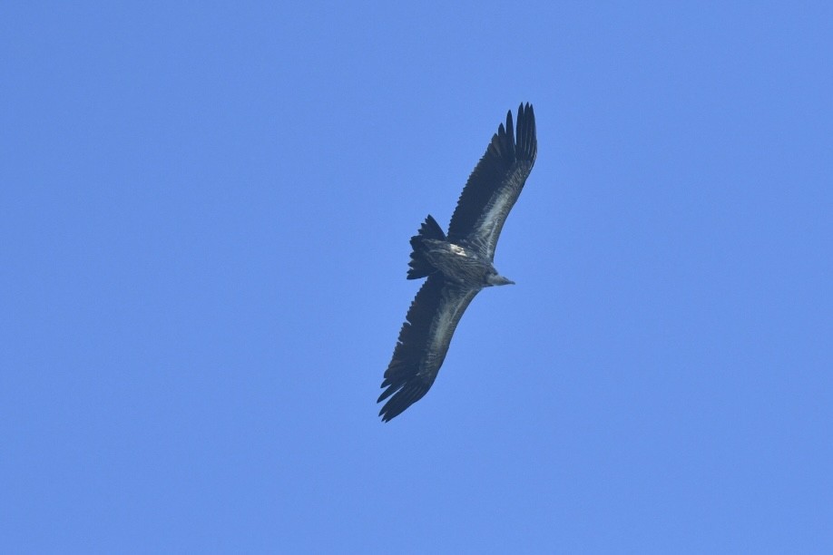 Vautour de l'Himalaya - ML644339042