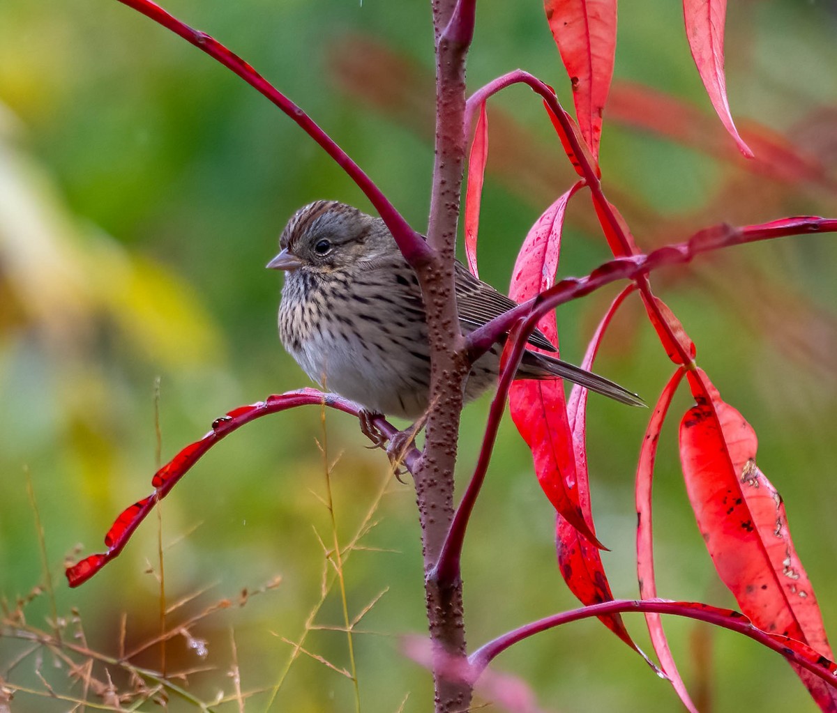 gråbrynspurv - ML644339045