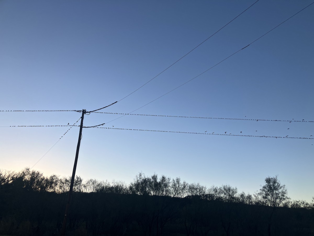 Braunkopf-Kuhstärling - ML644339063