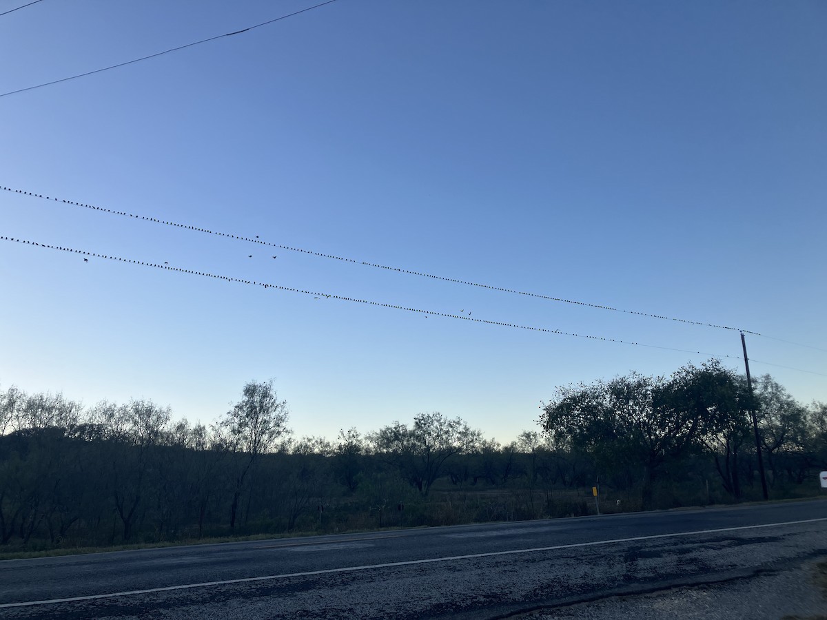 Braunkopf-Kuhstärling - ML644339064