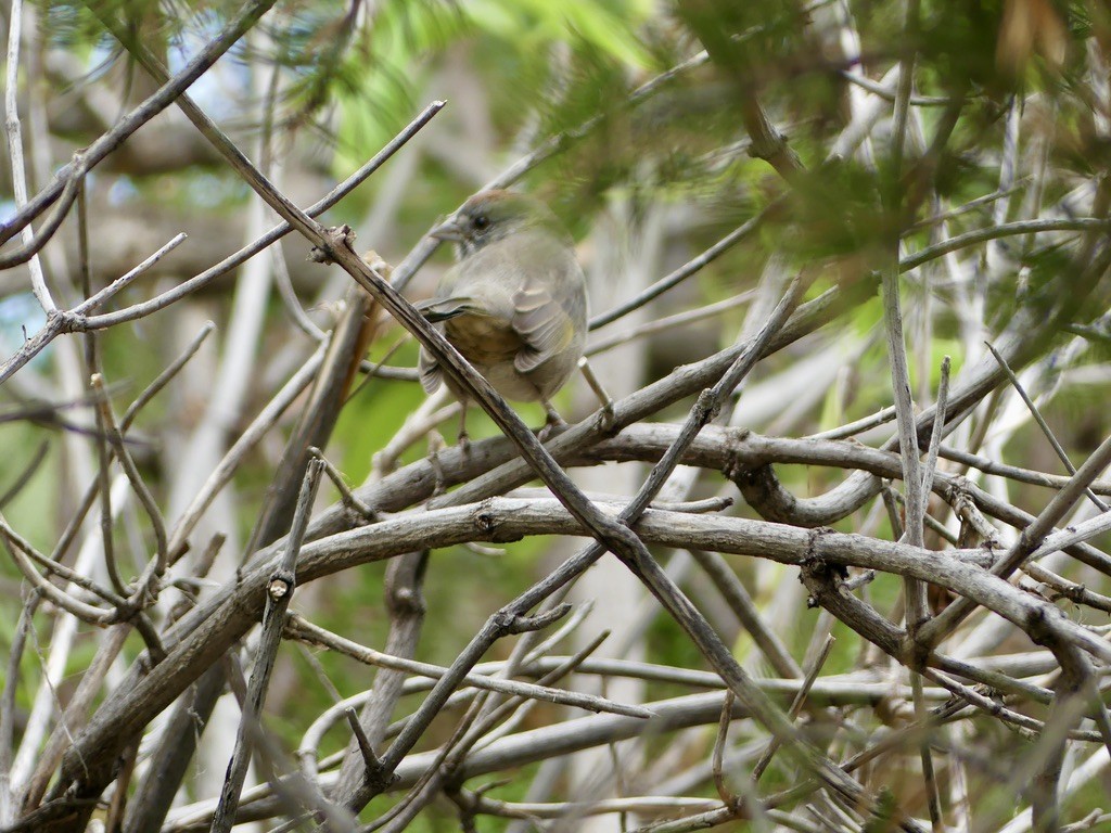 Green-tailed Towhee - ML644339093