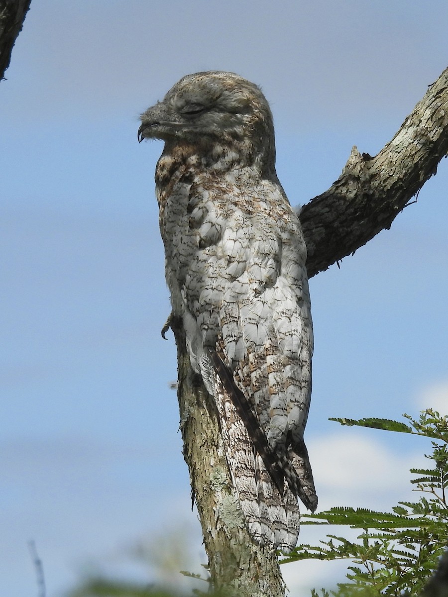 Great Potoo - ML644339094