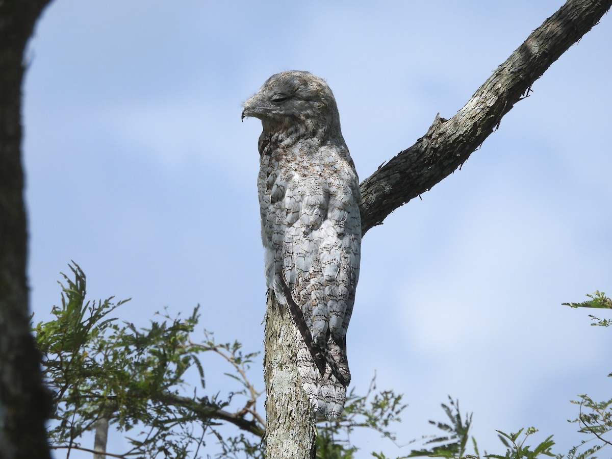 Great Potoo - ML644339095