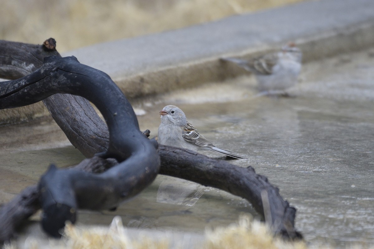 Black-chinned Sparrow - ML644339101