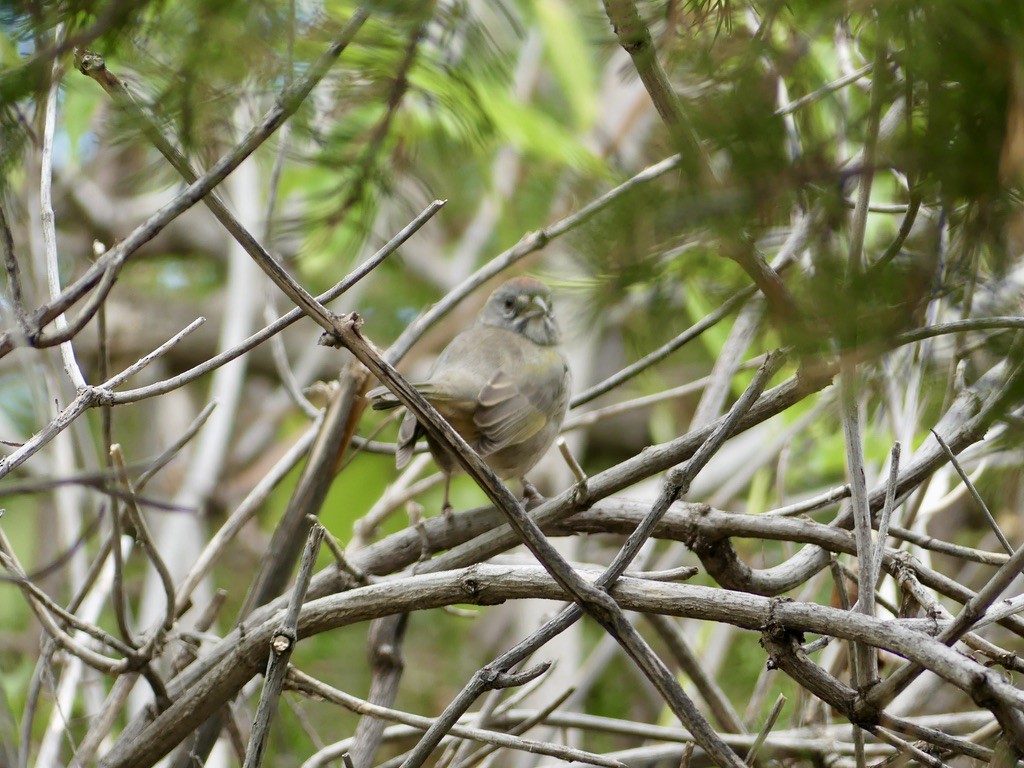 Green-tailed Towhee - ML644339106