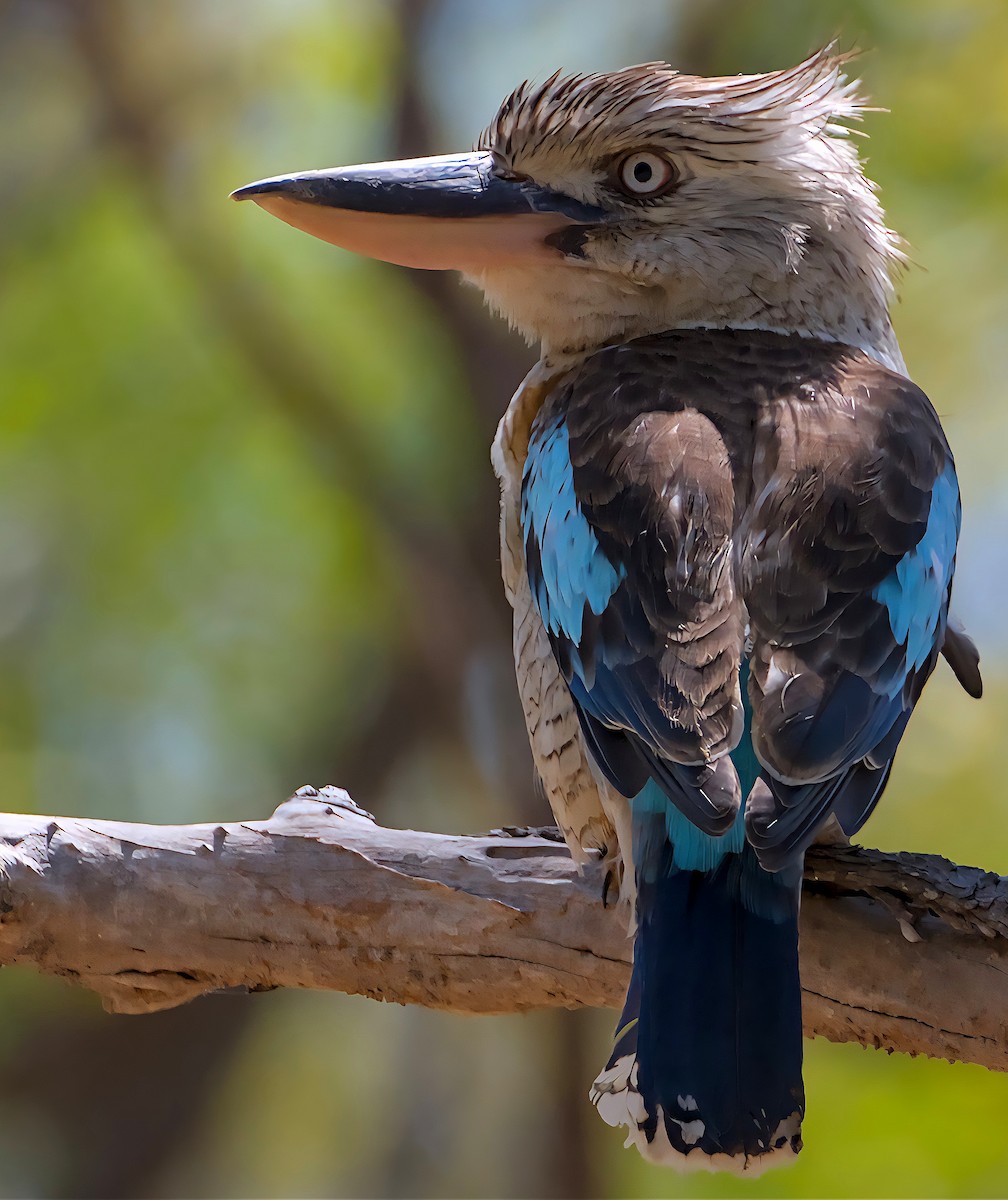 Blue-winged Kookaburra - ML644339107
