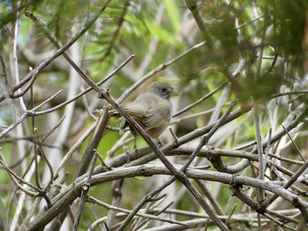 Green-tailed Towhee - ML644339109
