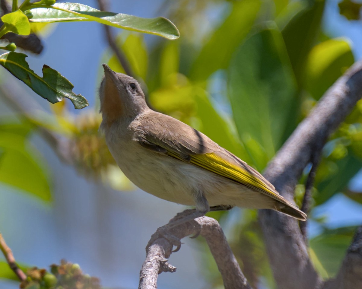 Méliphage à gorge rousse - ML644339118