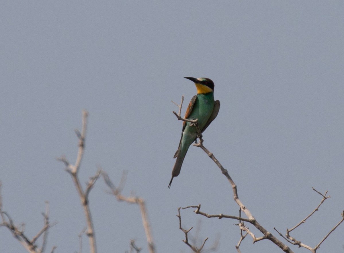 Золотистая щурка - ML644339123