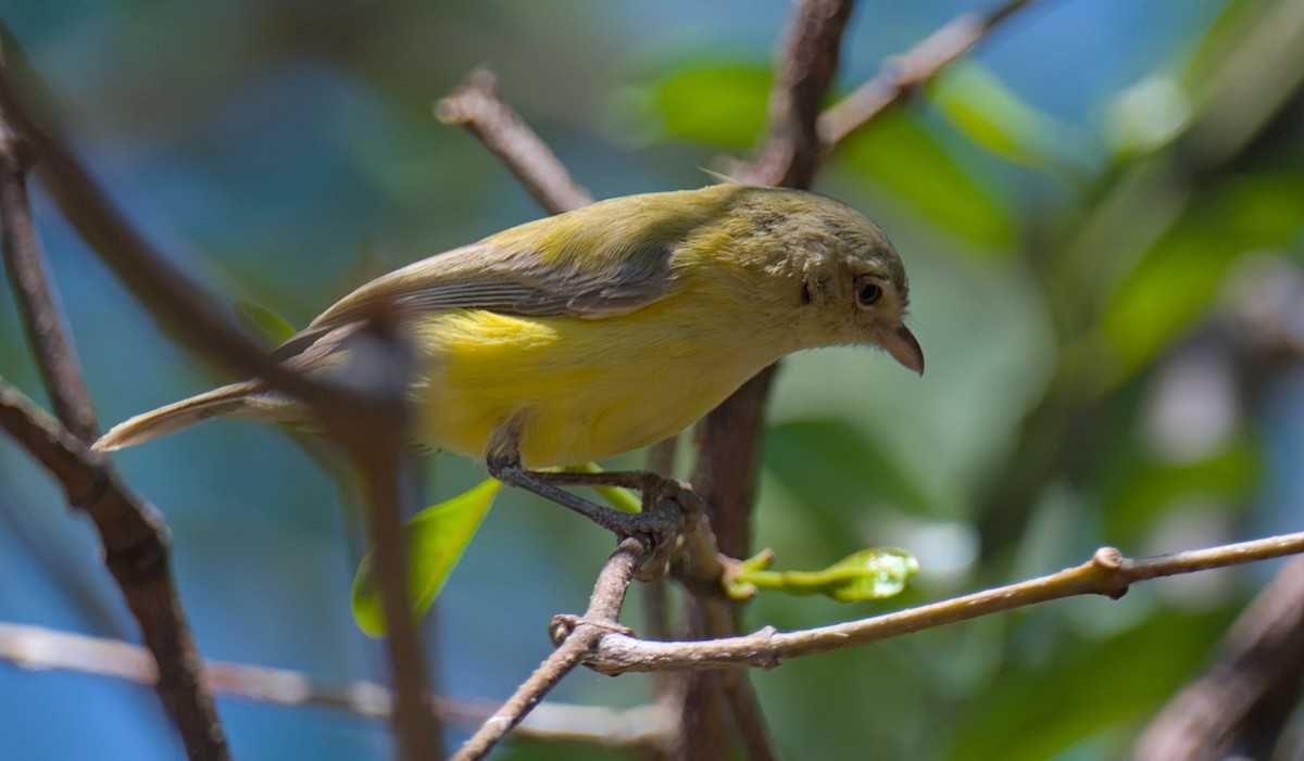 Короткоклювка - ML644339131