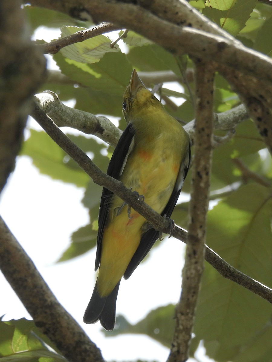 Scarlet Tanager - ML644339136