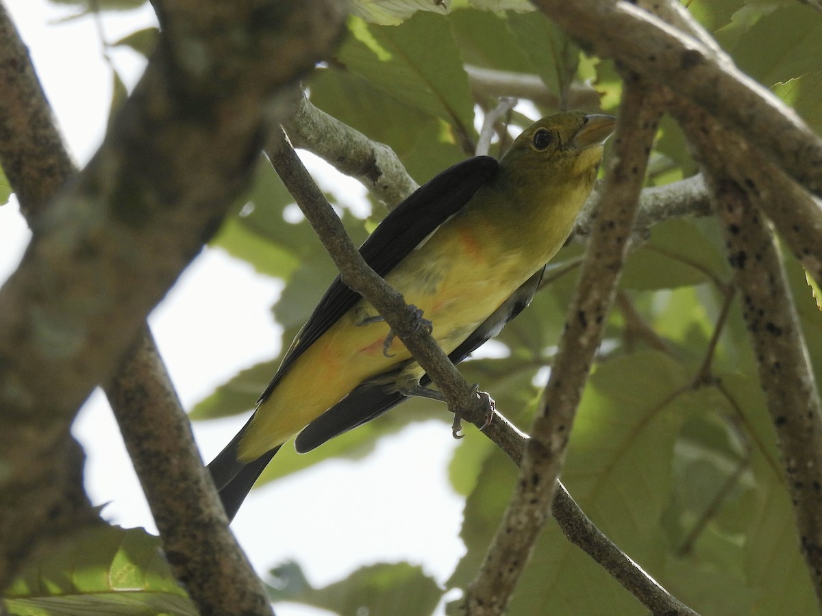 Scarlet Tanager - ML644339137