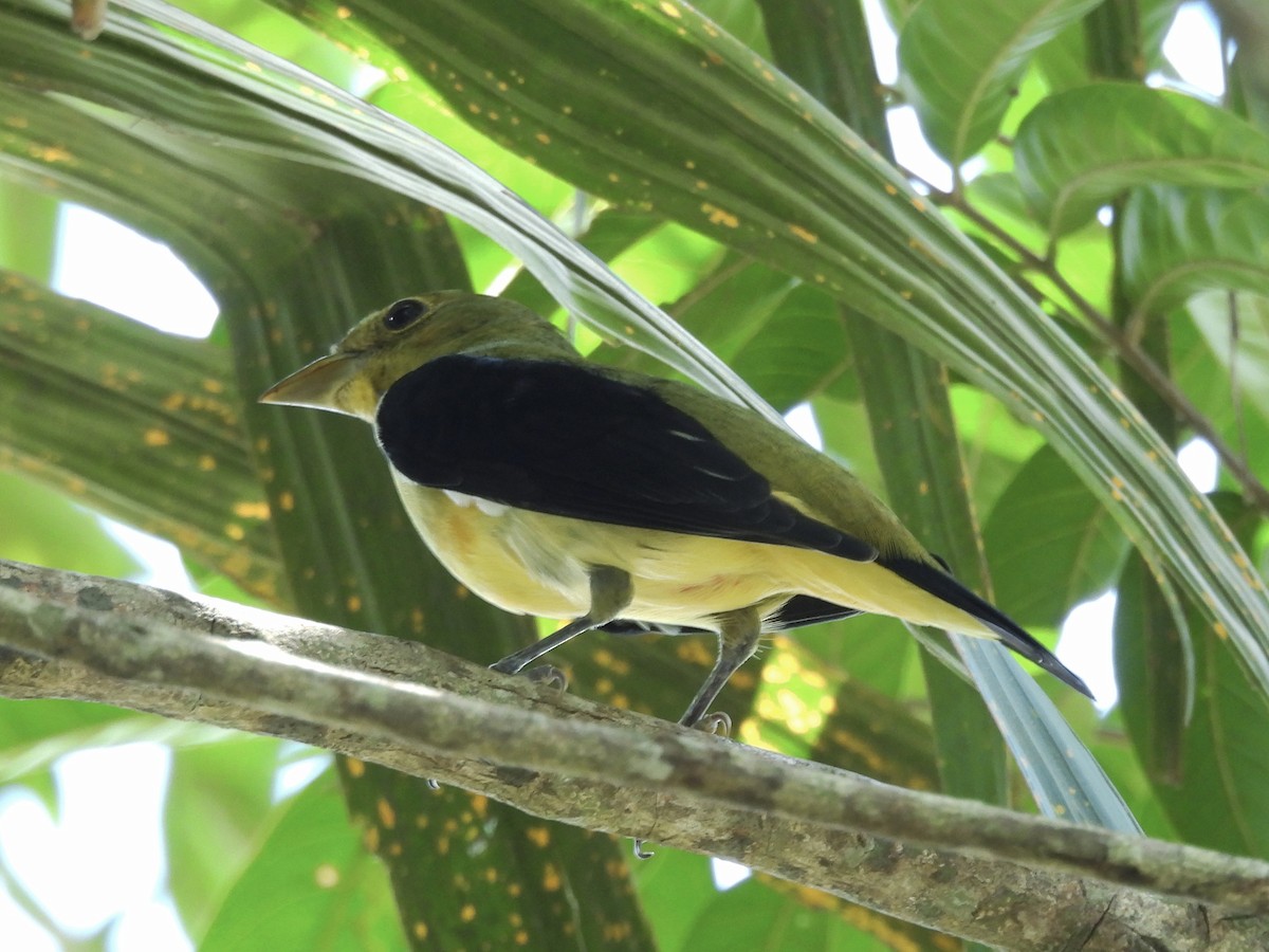 Scarlet Tanager - ML644339138