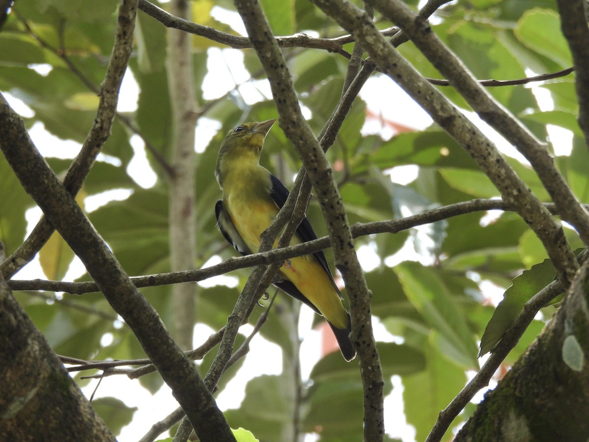 Scarlet Tanager - ML644339139