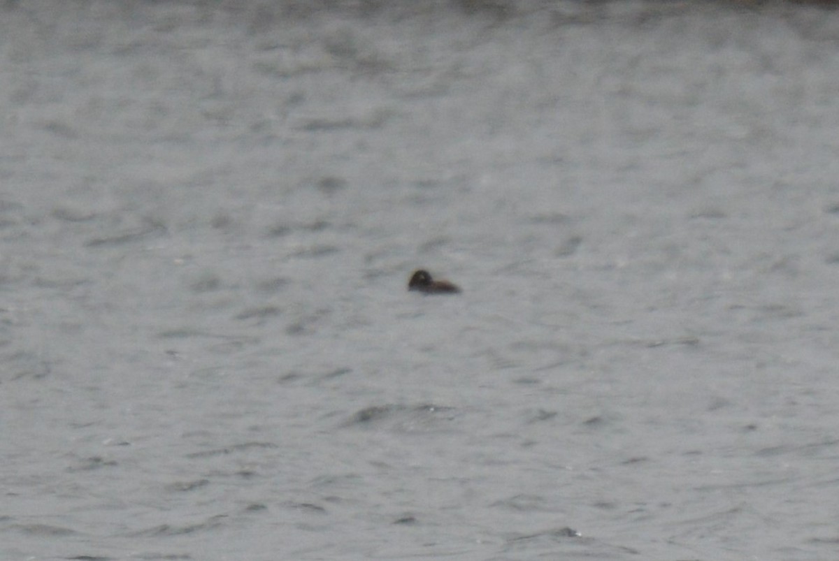 White-winged Scoter - ML644339143