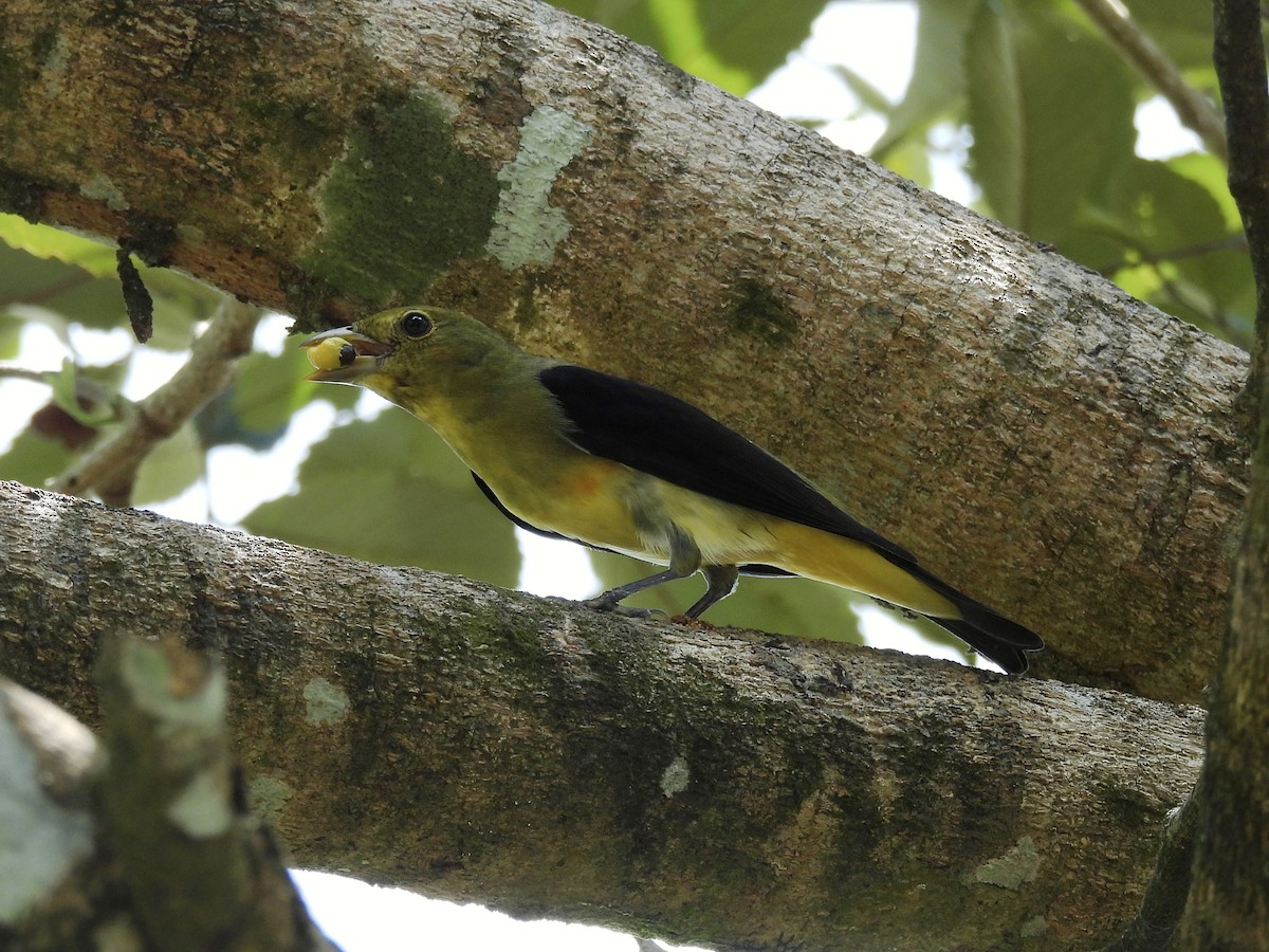 Scarlet Tanager - ML644339168