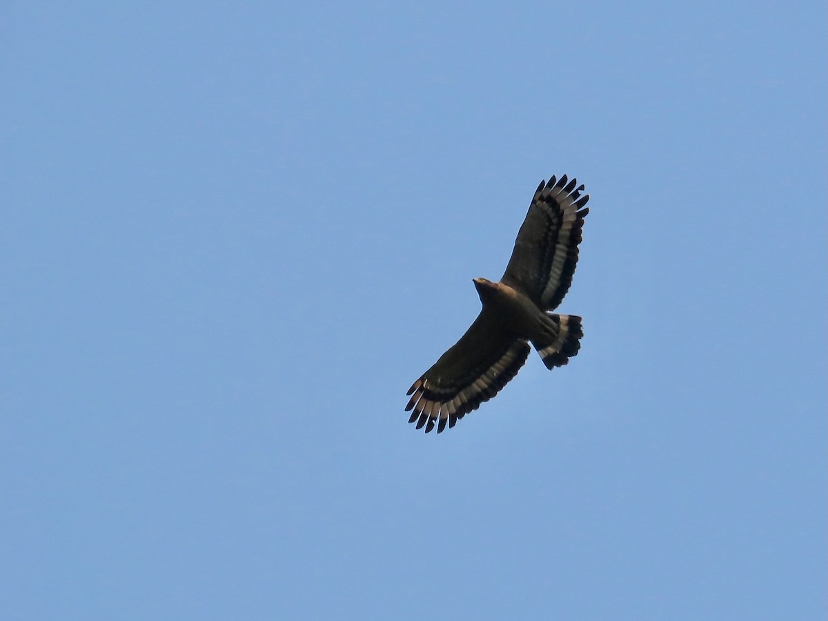 Crested Serpent-Eagle - ML644339170