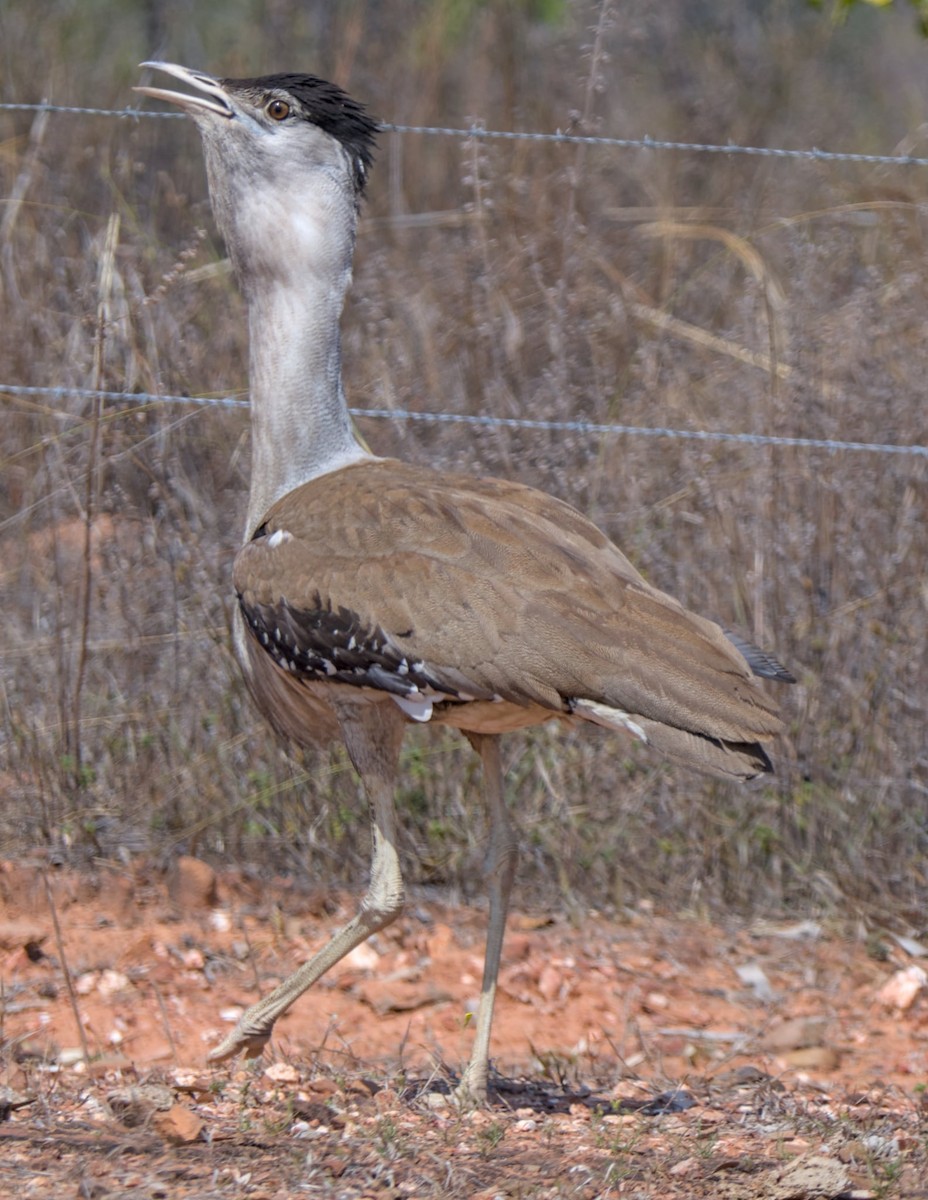 オーストラリアオオノガン - ML644339209