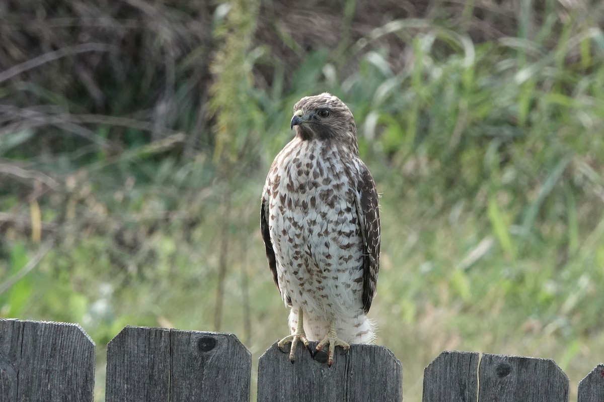 Red-shouldered Hawk - ML644339250