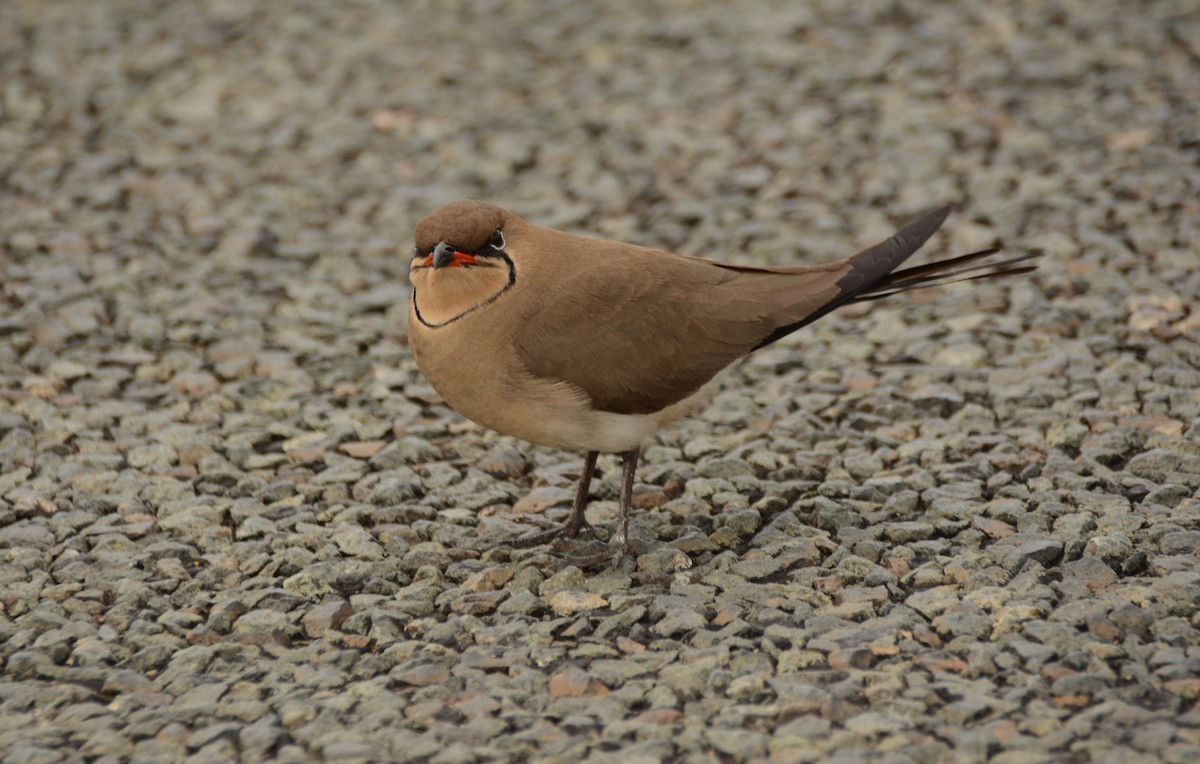 Rotflügel-Brachschwalbe - ML644339255