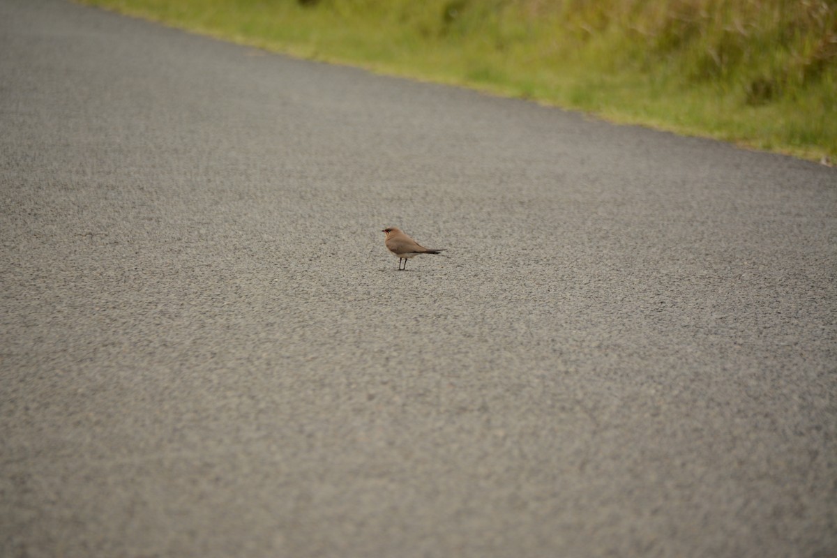 Rotflügel-Brachschwalbe - ML644339256