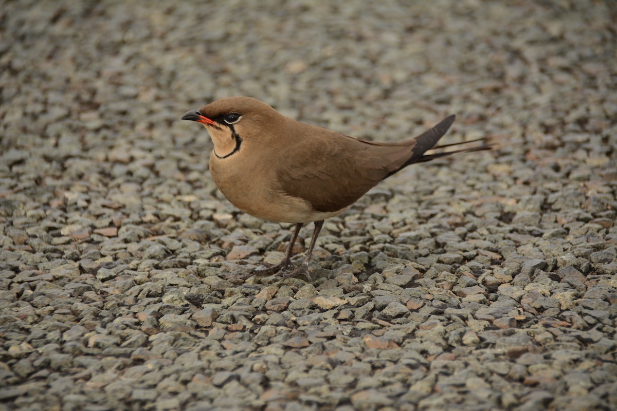 Rotflügel-Brachschwalbe - ML644339259