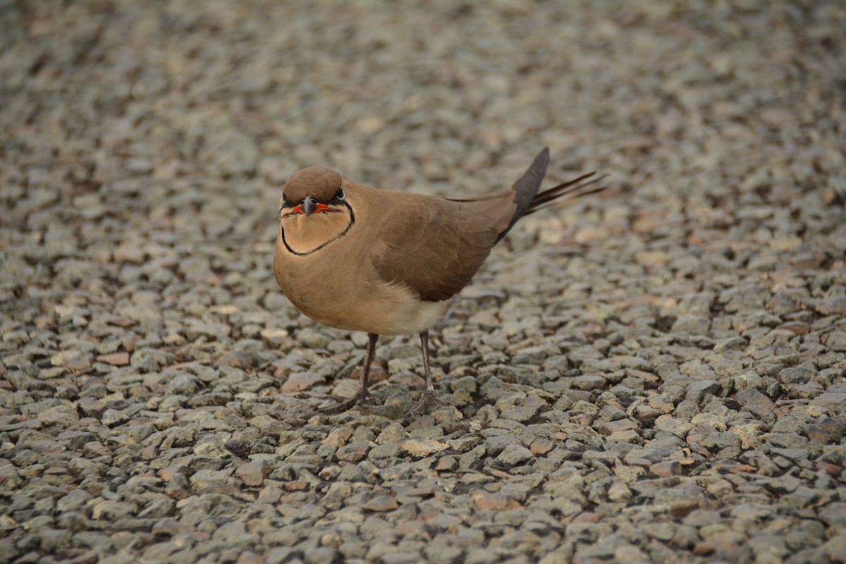 Rotflügel-Brachschwalbe - ML644339260