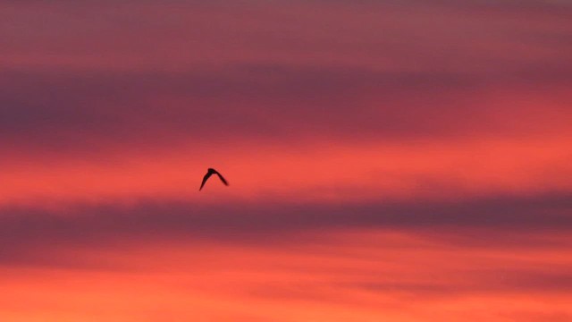 Хулгар гуйванга - ML644339264