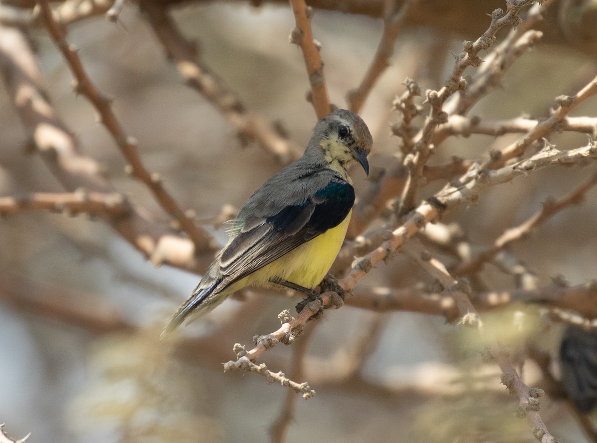 Nile Valley Sunbird - ML644339267