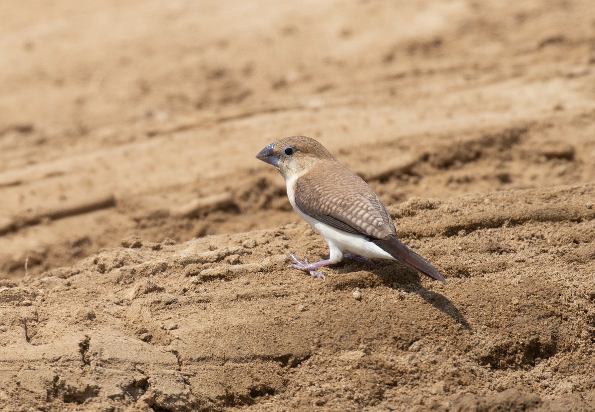 African Silverbill - ML644339278