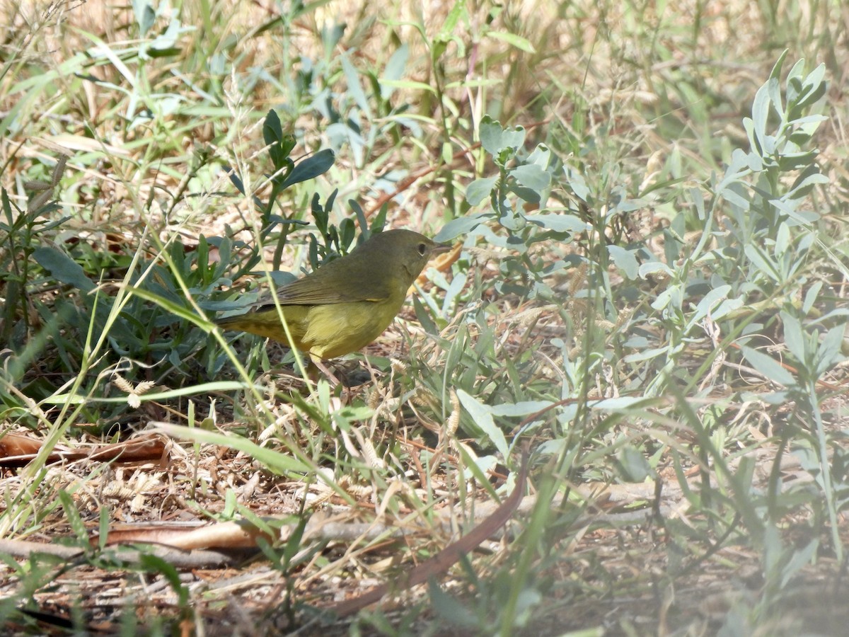 Mourning Warbler - ML644339279