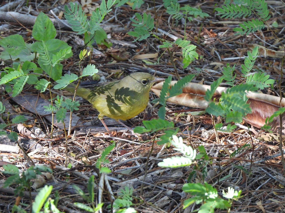 Mourning Warbler - ML644339280